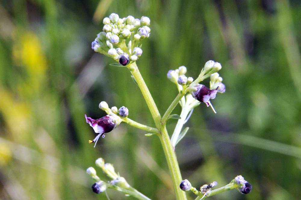 Scrophularia canina